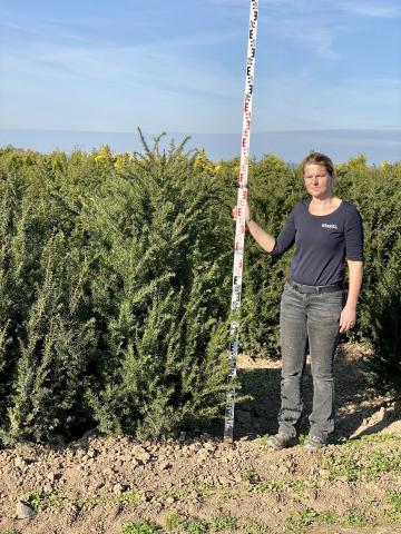 Taxus baccata 'Hopkens Gigant'